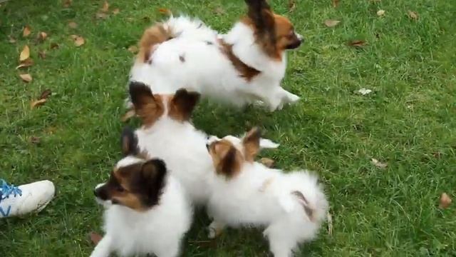 Папильоны смотреть онлайн