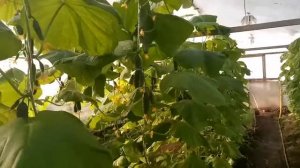 огурец зимой, Кибрия  плодоношение