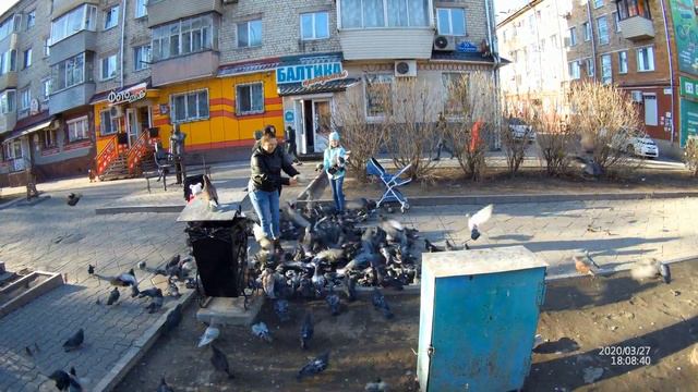 Голуби в Уссурийске, март 2020 г. смотреть онлайн