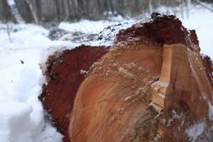 В Якутии полицейские пресекли коррупционные преступления черных лесорубов