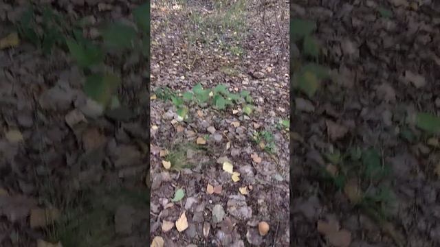 Не в обмороке, о есть грибы в лесу смотреть онлайн