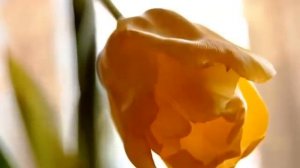 3Я ЧАКРАOM RAM RAMAYA SWAHA