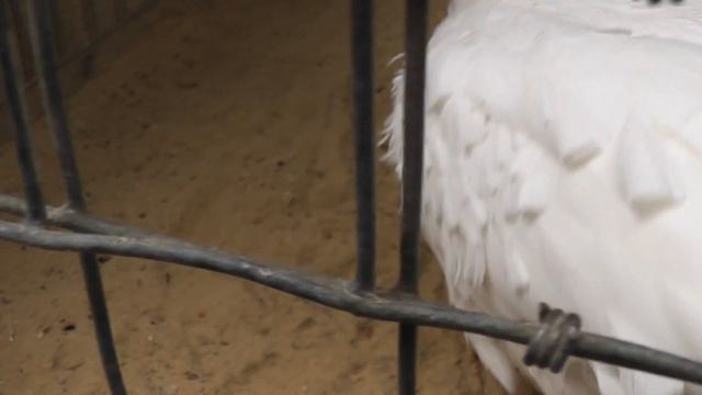 Благодарность попугая за еду смотреть онлайн