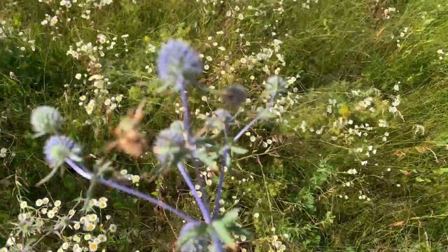 Сбор целебных травок) чабрец, зверобой и ... смотреть онлайн