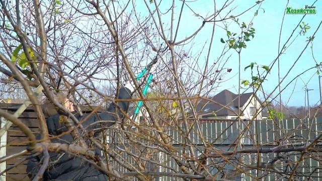Обрезка алычи. Собираем урожай без лестницы. смотреть онлайн