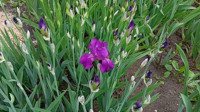 Ирис бородатый Фуксиево-фиолетовый смотреть онлайн