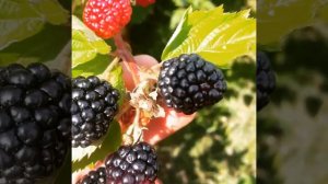 Собираем ежевику