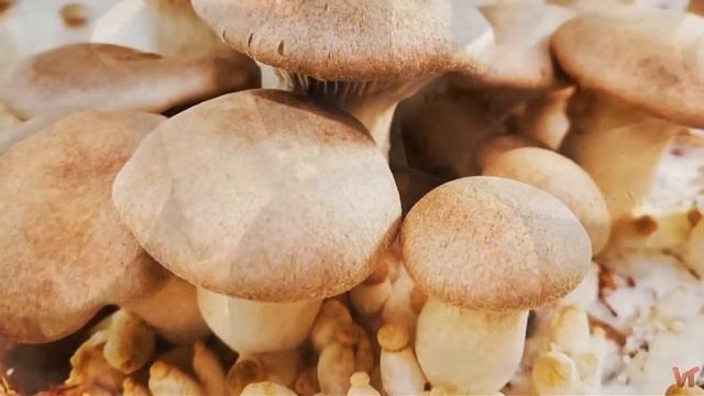 Cтепной белый гриб (лат.  Pleurotus eryngii)