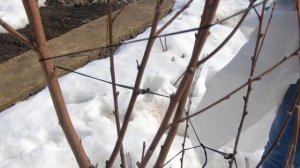 Весна.Снимаю укрытие с персика. Персик Фаворит Мореттини. Средняя климатическая зона.