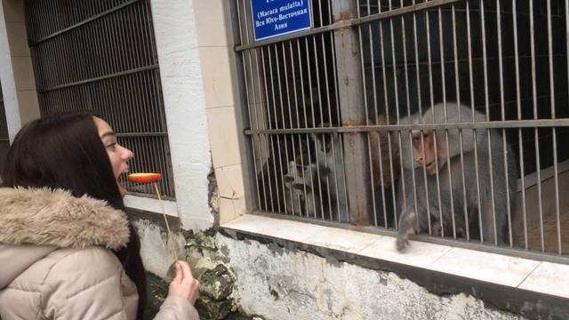 Забавные обезьянки. Сухум (Абхазия) январь 2018 смотреть онлайн