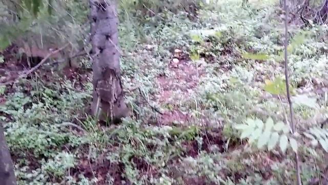 КАК СОБИРАТЬ БЕЛЫЕ ГРИБЫ смотреть онлайн