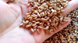 Проросшая пшеница. Полезне свойства проросшей пшеницы. Рецепты из проросшей пшеницы.