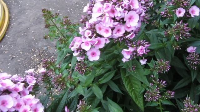 #Любимая #дача в #августе #обзор смотреть онлайн