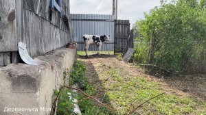 Развожу бензин с маслом для бензокосы