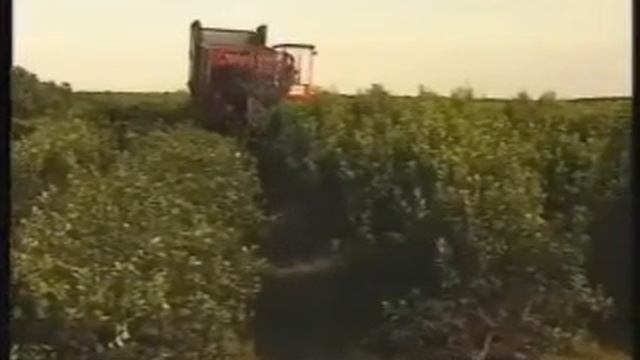 Amanda - ведущая марка матэ. Самый лучший yerba mate в клубе Матэ смотреть онлайн