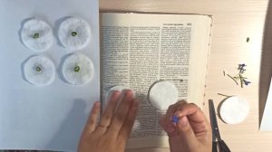 Как засушить фиалку (виолу, анютины глазки), лобелию, ромашку и другие цветы в плоской сушке в книг