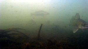 СУДАК ЗИМОЙ. БОЛЬШАЯ СТАЯ СУДАКА. ПОДВОДНЫЙ МИР. зимняя рыбалка.