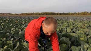 Поздняя капуста от француза. Late cabbage from the Frenchman
