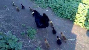 Курица воспитывает утят ^-^
