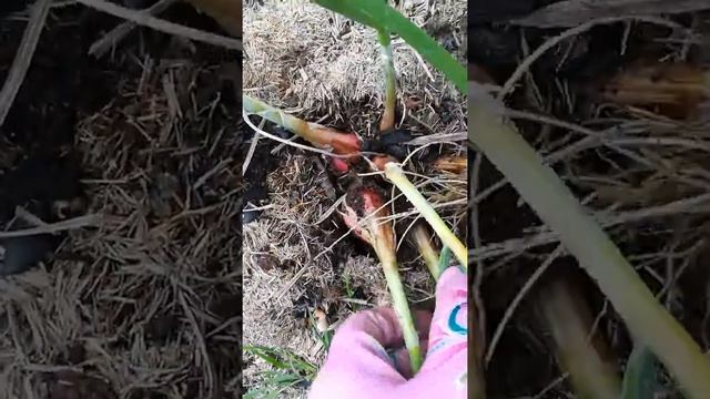 Лук шалот семейный банан Вешенский (сорт 32) смотреть онлайн