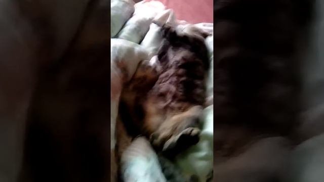 Усыпление кота