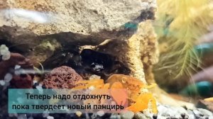 Как линяет краб-вампир (Geosesarma crab)