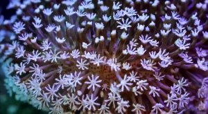 «Медленные» морские животные демонстрируют свою тайную жизнь с помощью ускоренной съёмки.