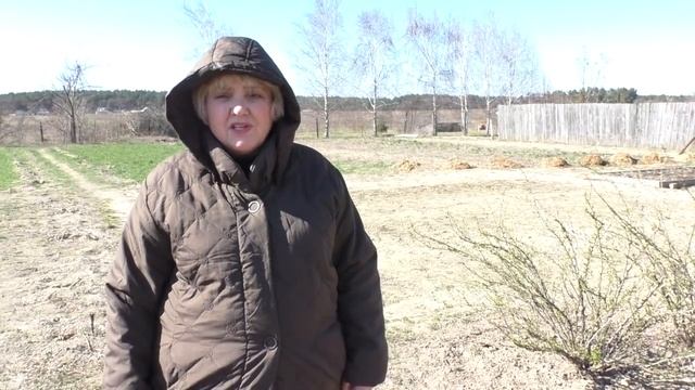 ВЫРАЩИВАЮ КРУПНЫЙ И ЗДОРОВЫЙ ЧЕСНОК БЛАГОДАРЯ ТАКОЙ ПЕРВОЙ ВЕСЕННЕЙ ПОДКОРМКЕ. Садим-сеем. Мой опыт смотреть онлайн