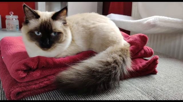 Grafikoberfläche unter Debian installieren, aktivieren und deaktivieren смотреть онлайн