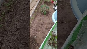 Яснотка зеленчуковая