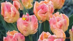 Тюльпан обыкновенный Либретто Пэррот (tulipa) ? обзор: как сажать, луковицы тюльпаны Либретто Пэрро