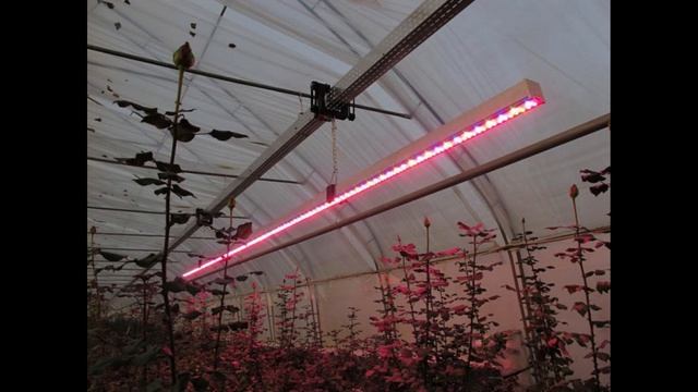 Как обустроить теплицу из поликарбоната внутри: хитрости планировки смотреть онлайн