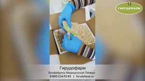 Распаковка пиявок  Биофабрики Гирудофарм после длительной перевозки
