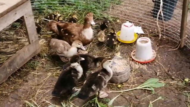 Утята .Дожди. Грязь . Розы. смотреть онлайн