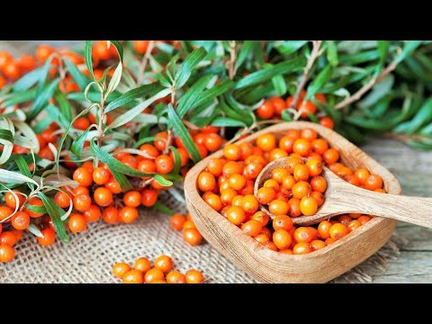 Порошок из ягод облепихи для здоровья и облепиховый чай. xQ2t3NMu8JM смотреть онлайн