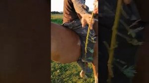 #лошадь#обучение лошади#седло#верховая езда#лошадь под седло#наездник#