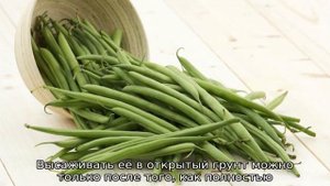 Спаржевая фасоль: лучшие сорта для открытого грунта