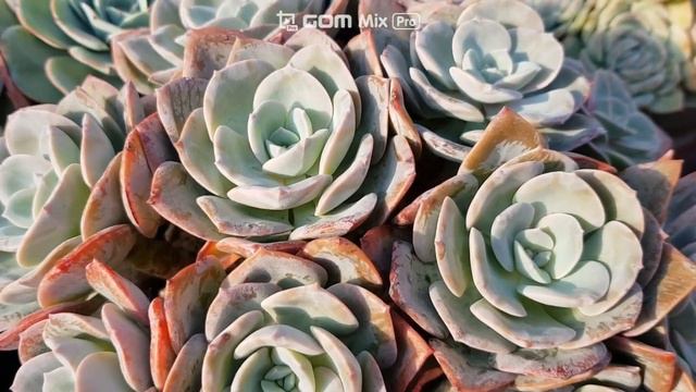 succulent plant. 다육이영상 смотреть онлайн