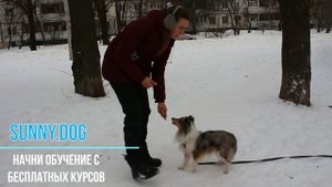 Шелти || Дрессировка собаки || Как проходят занятия у шелти с кинологом
