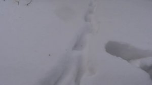 Установка капкана на Лису под след. Охота на Лис капканами сезон 2020-2021г.