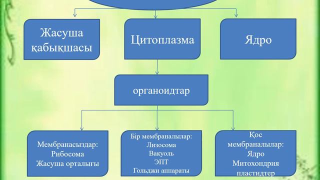 Жаратылыстану 6 сынып. Жасуша неден тұрады?