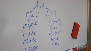 правила чтения гласной u в английском (reading rules)