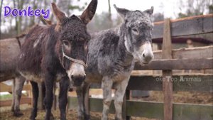 Animals around us: horse, Sheep, dog, pig, cat, elephant, Goat, giraffe, camel, cow, chicken, duck.