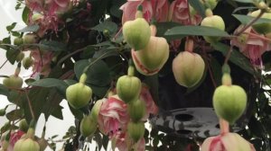 Southgate - Fuchsia