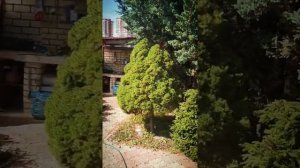 Топиарная стрижка сада в стиле Ниваки...