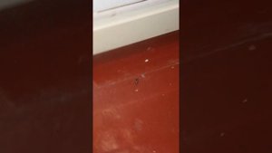 Продолжение и похороны Сани