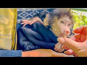 Гамадриленыш Люська обедает!