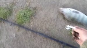 Проверка закидушек после ночи.