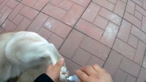 Хаски наколола заднюю лапу пружиной от при щепки. Приехал спасать