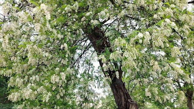 Акации в Ростове. 29.04.2024г.